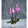Frascati Orchid